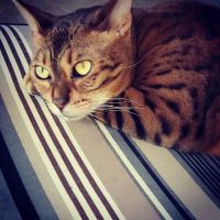 Cat Care Clinic - West ico