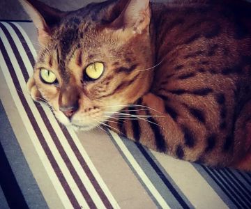 Cat Care Clinic - West