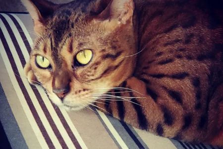 Cat Care Clinic - West