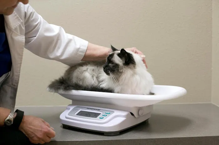 Cat Care Clinic - West 12