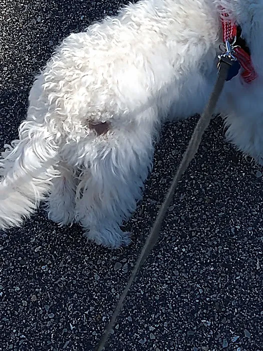 Companion Animal Hospital 12