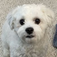 Companion Animal Hospital ico
