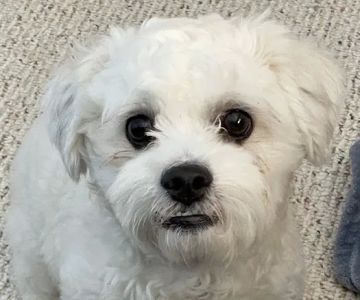 Companion Animal Hospital