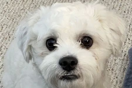 Companion Animal Hospital