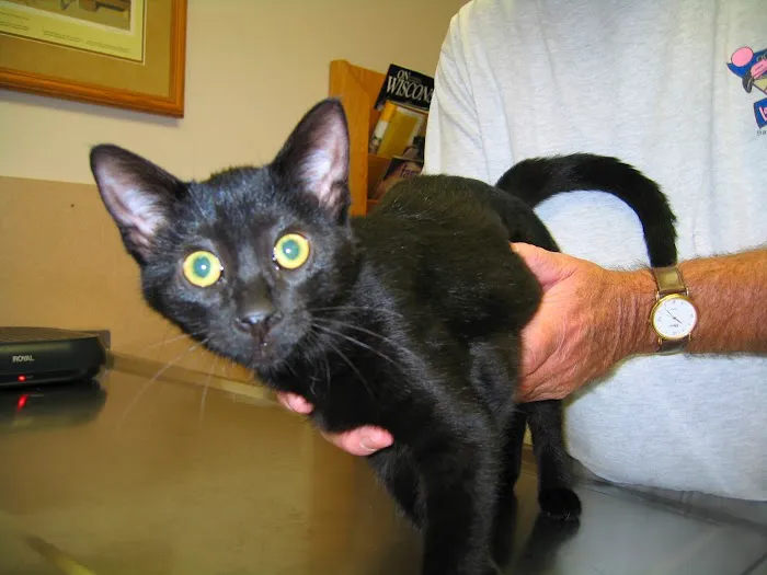 Companion Animal Hospital 12