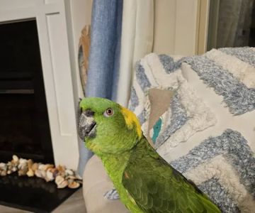 Bill's Birds & Pets