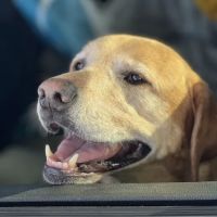 A Breed Apart Animal Hospital ico