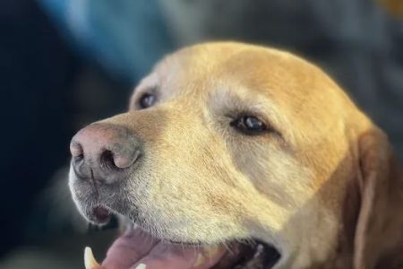 A Breed Apart Animal Hospital