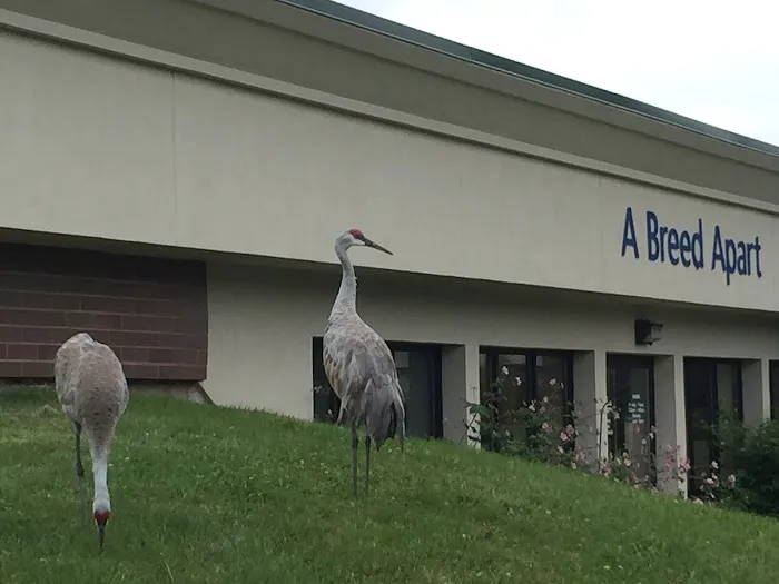 A Breed Apart Animal Hospital 12