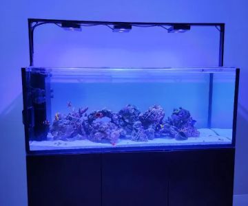 Aquarium Reef Creations