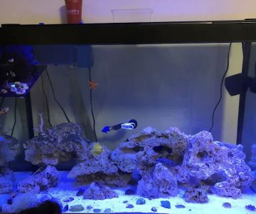 Aquatic Jewels