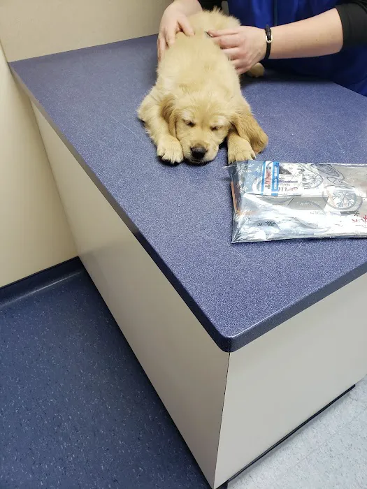 All for Pets Veterinary Clinic 12