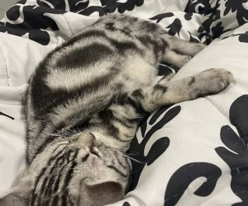 KittensUp for Sale