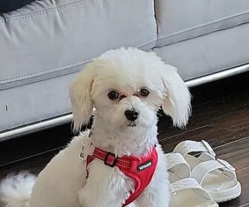 Puppies And Rescues