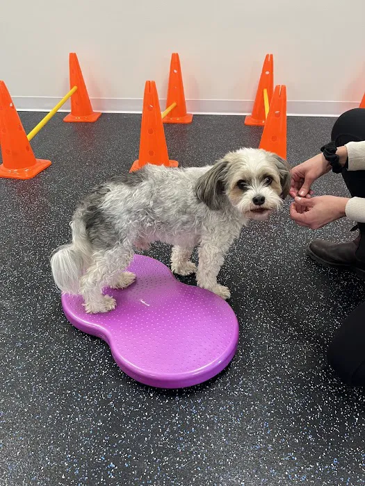 Wags and Purrs Rehab 12