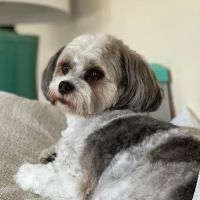 Wags and Purrs Rehab ico