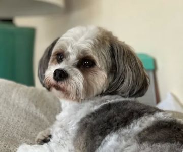 Wags and Purrs Rehab