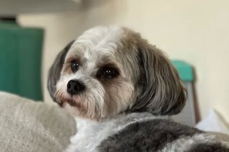 Wags and Purrs Rehab