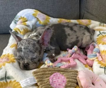 Petland Pembroke Pines