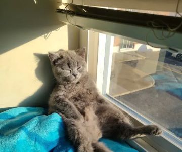 Happy Paws US