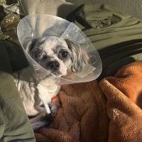 Veterinary Emergency Group ico