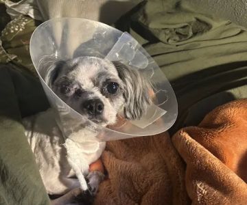 Veterinary Emergency Group
