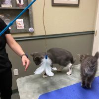 Check In Veterinary ico
