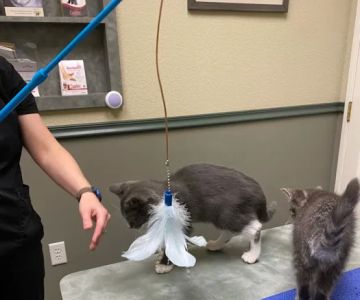 Check In Veterinary