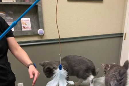 Check In Veterinary