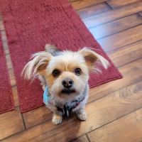 True Veterinary Care ico
