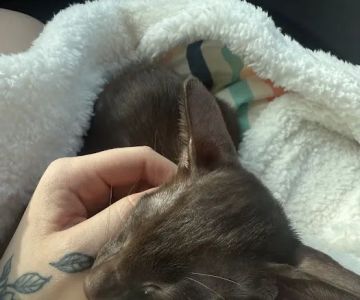 Pets4Friends