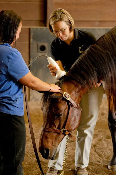 Irongate Equine Clinic 12