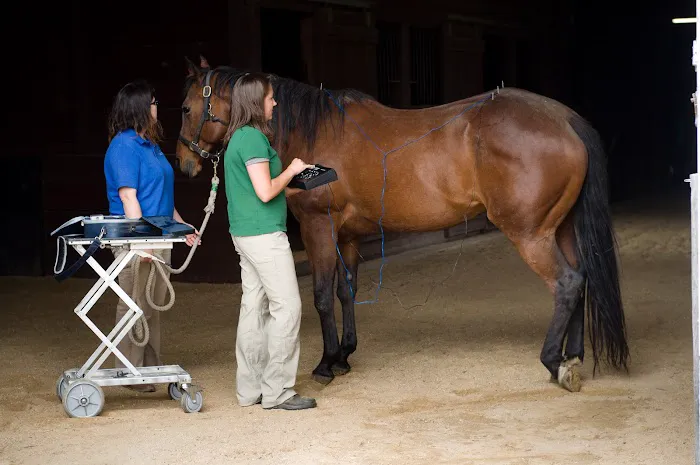Irongate Equine Clinic 12