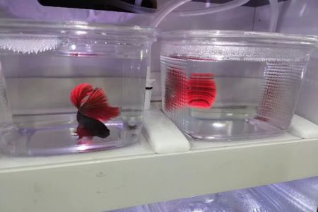 Pet Supermarket