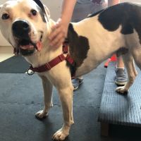 HEAL Integrative Veterinary Center ico