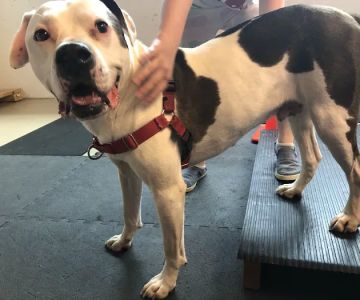 HEAL Integrative Veterinary Center