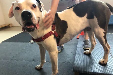HEAL Integrative Veterinary Center