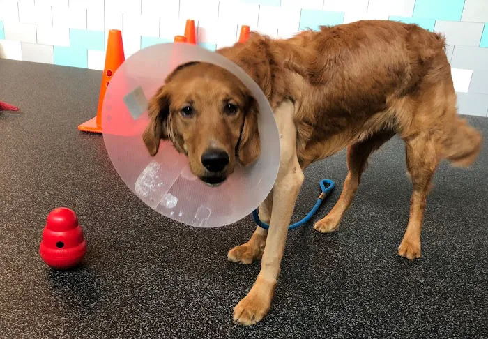 HEAL Integrative Veterinary Center 12
