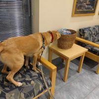 Sondel Family Veterinary Clinic ico