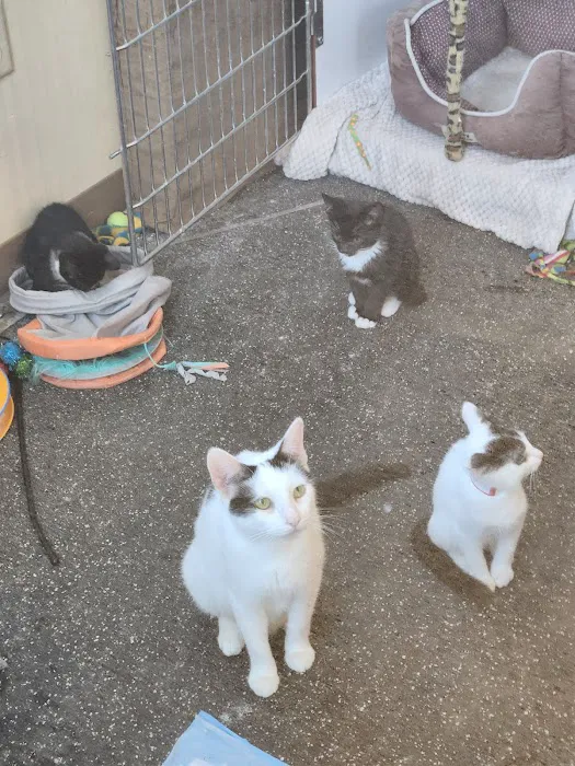 Passion for Paws Veterinary Clinic, Boarding and Daycare 12