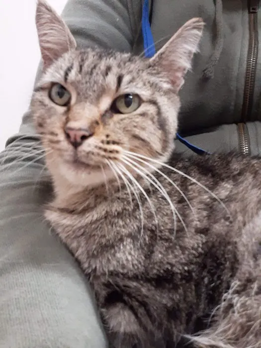 Passion for Paws Veterinary Clinic, Boarding and Daycare 12