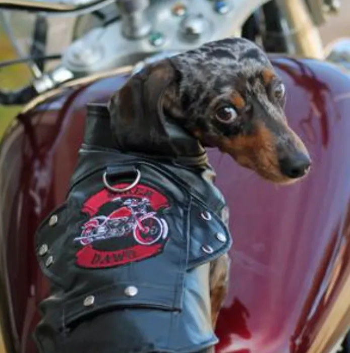Dexters Pet Boutique 4