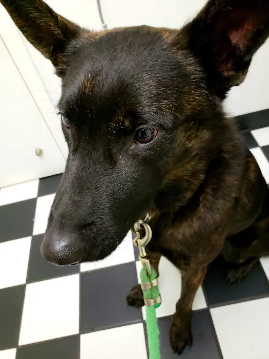 Hilliard Veterinary Hospital 12