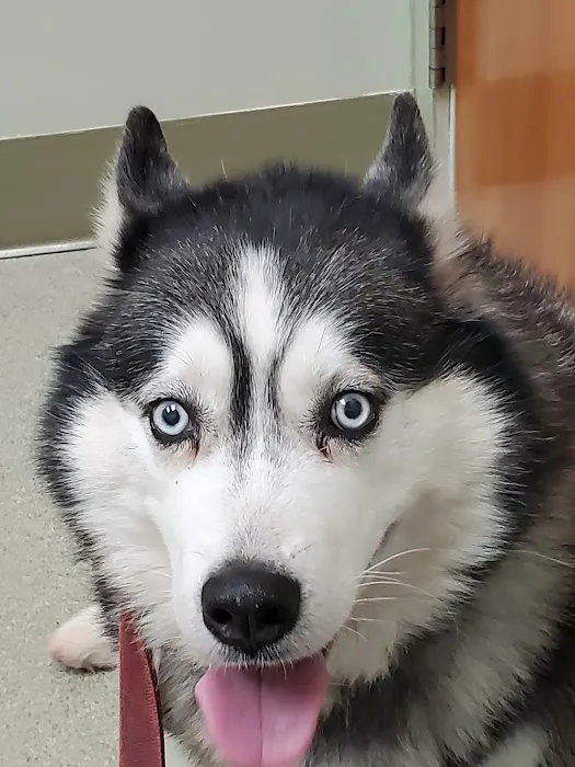 Bethel Animal Hospital 12