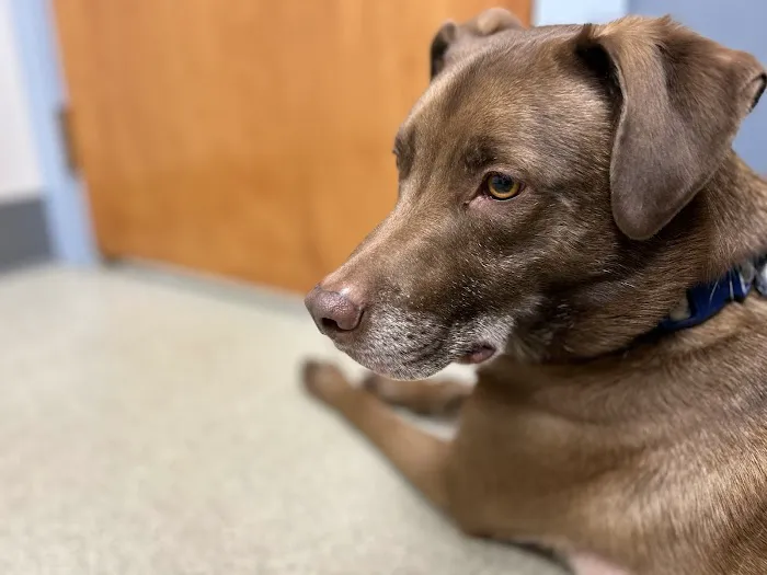 Bethel Animal Hospital 12