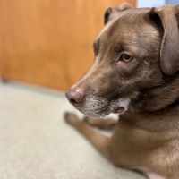 Bethel Animal Hospital ico