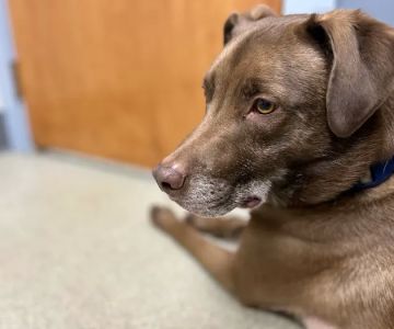 Bethel Animal Hospital