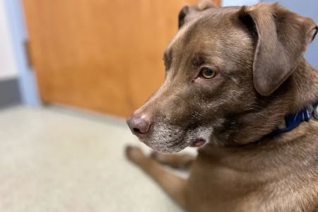 Bethel Animal Hospital