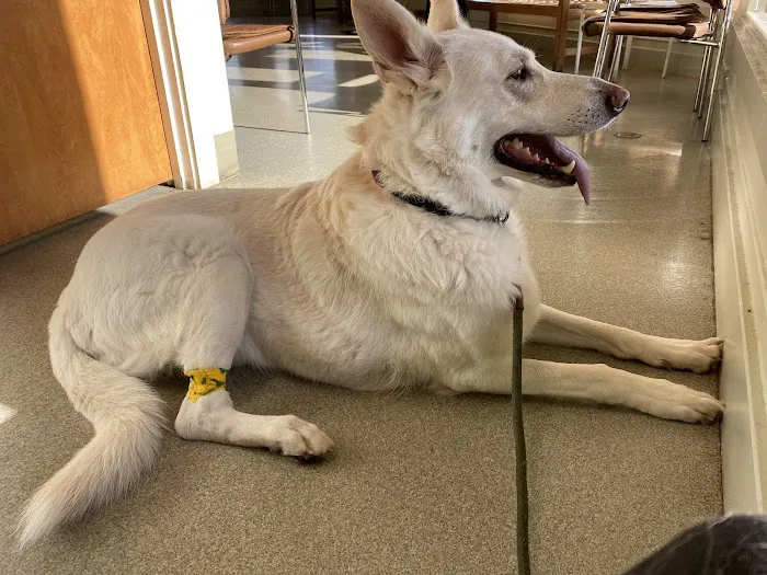 Bethel Animal Hospital 12