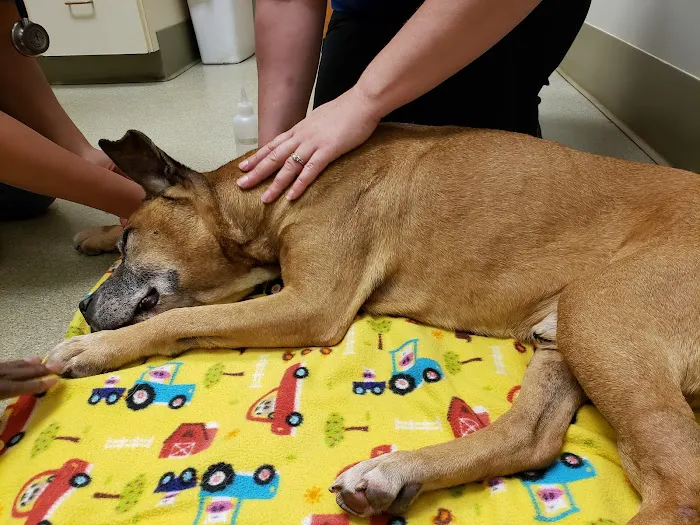 Bethel Animal Hospital 12